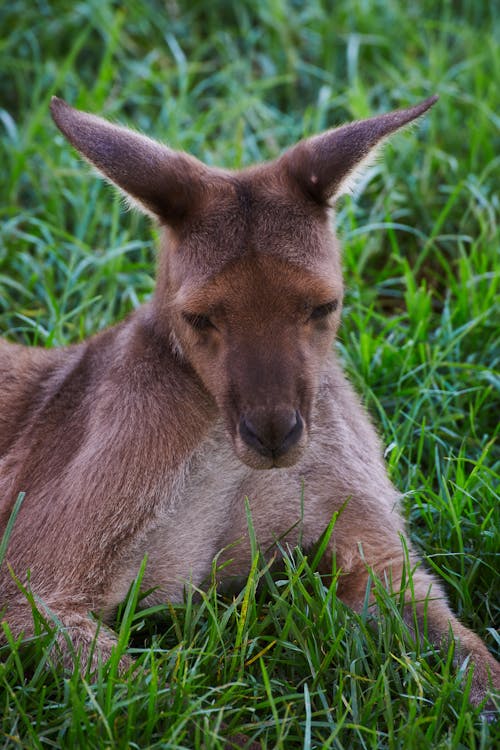 @アウトドア, オーストラリア, オーストラリアのカンガルーの無料の写真素材