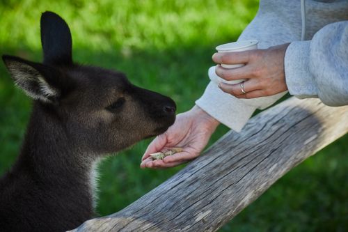 Free A woman feeds a kangaroo in a natural setting, highlighting wildlife interaction. Stock Photo