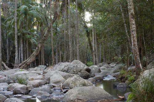 エキゾチック, エコロジー, オーストラリアの無料の写真素材