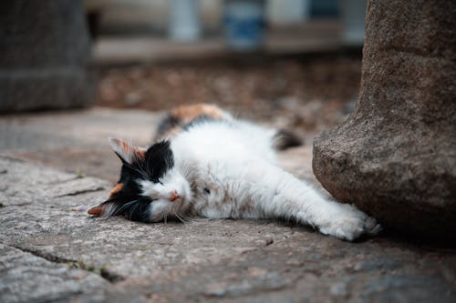 A Cat Sleeping Outdoors 