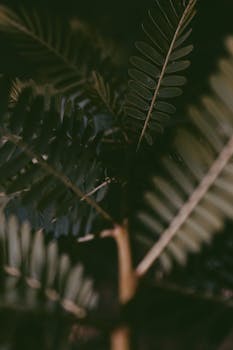 Detailed view of green fern leaves against a dark backdrop, highlighting natural textures.