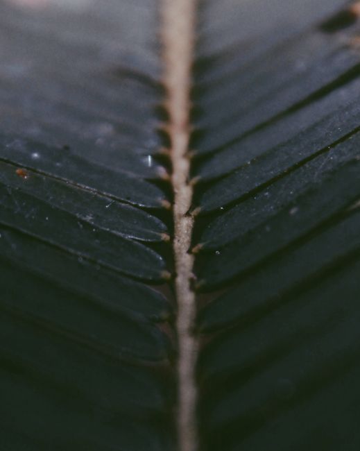 Macro shot of a leaf's textured surface against a dark backdrop, highlighting natural patterns.