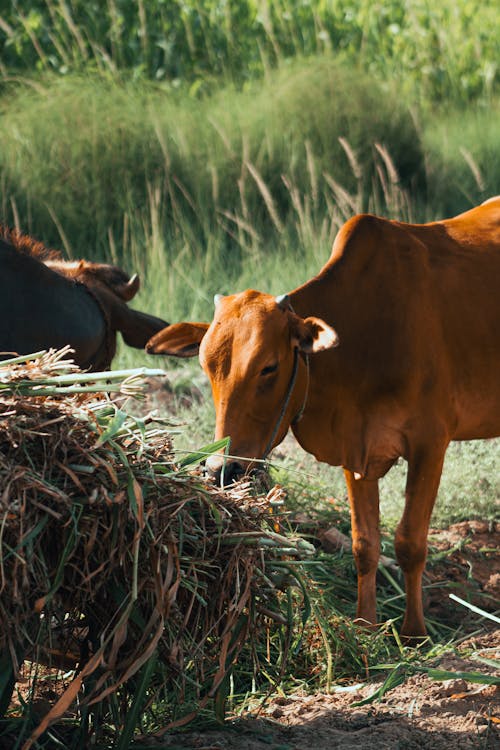 Close-up of Cows in the Pasture 