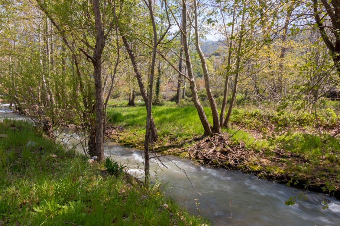 River and Trees in Spring · Free Stock Photo