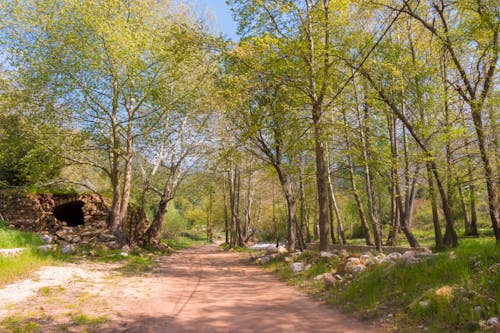 Бесплатное стоковое фото с весна, грязная дорога, деревья