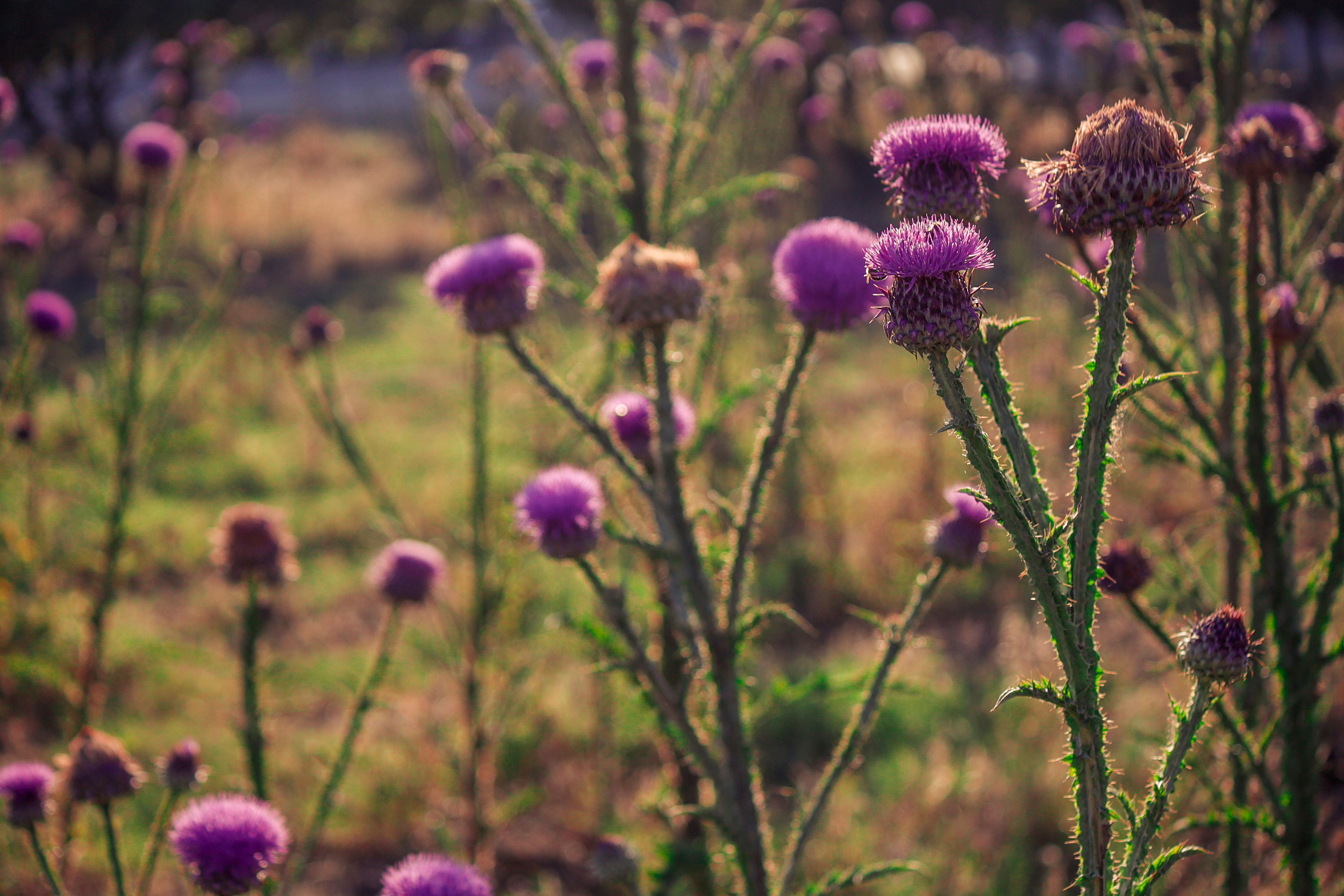 Close up of Purple Flowers · Free Stock Photo