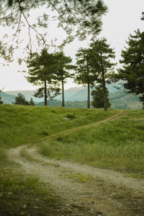 A Pathway Leading through a Grass Field in Mountains 