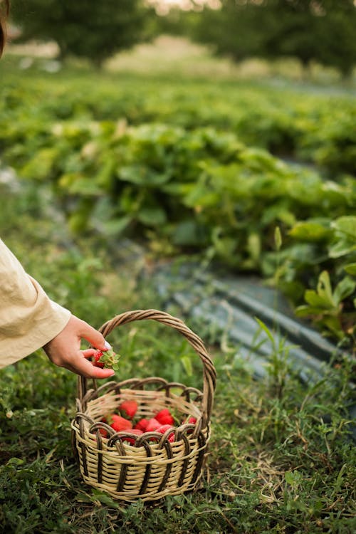 Woman Putting Strawberries into a Basket 