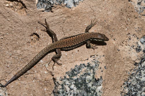 Close-up of a Lizard on a Rock 