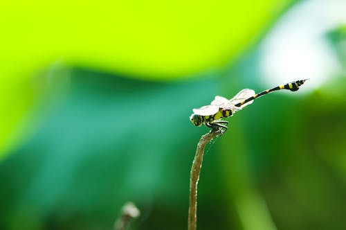 Free stock photo of dragonfly, green, nature