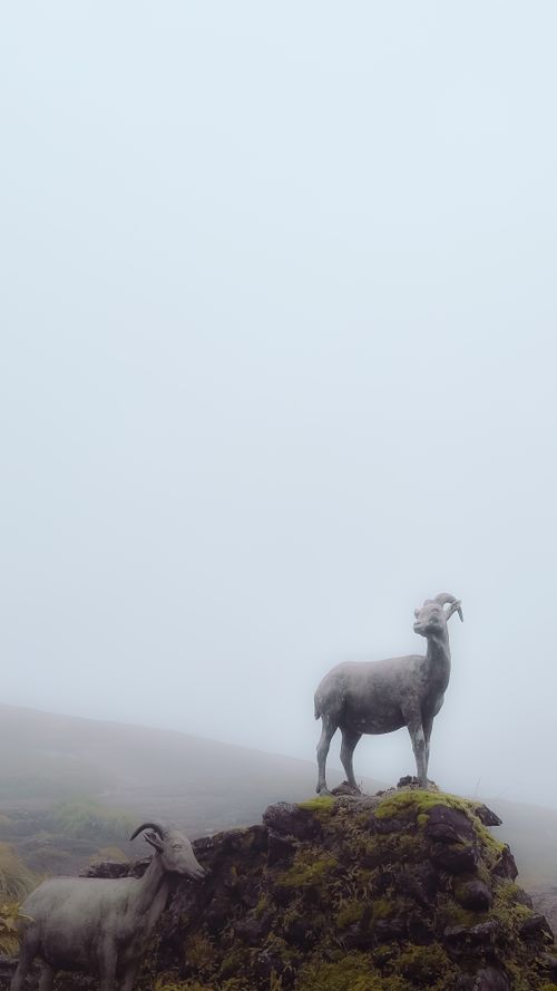 Free stock photo of baby goat, equestrian statue, greek statue Stock Photo