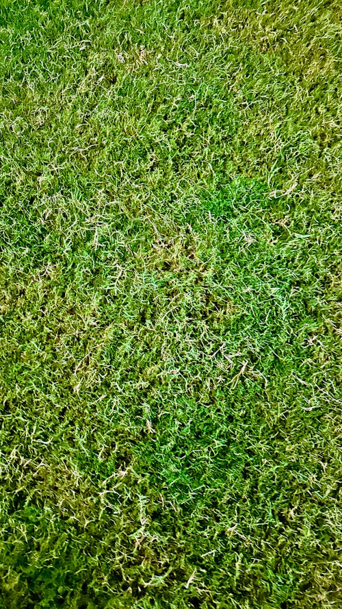 green grass pattern in the night