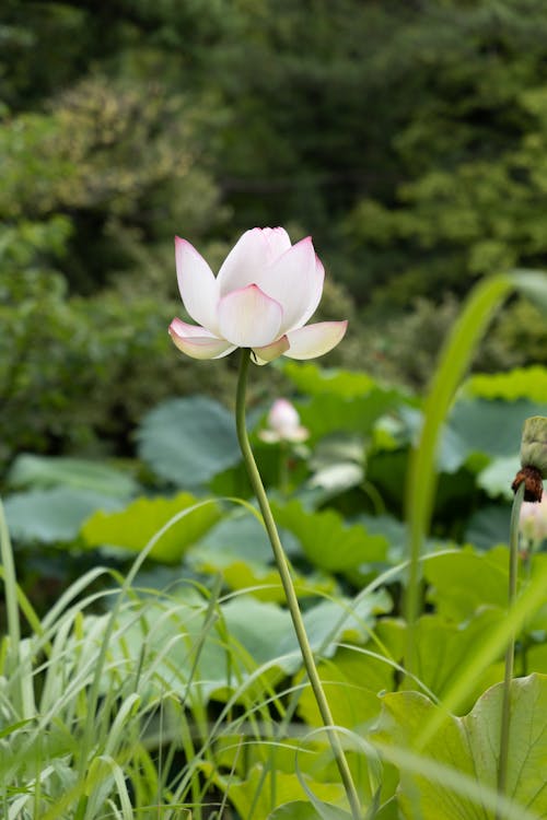 Gratis stockfoto met bladeren, bloeiend, bloemblaadjes