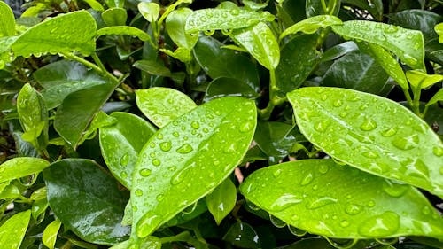 water droplets on green leaves after rain some day