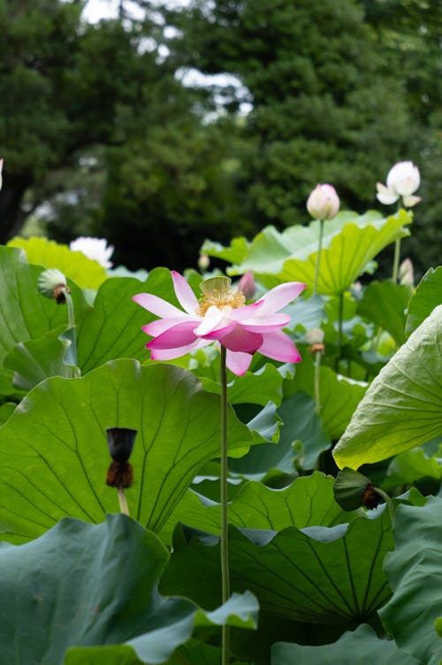 Close-up of Water Lily Flower