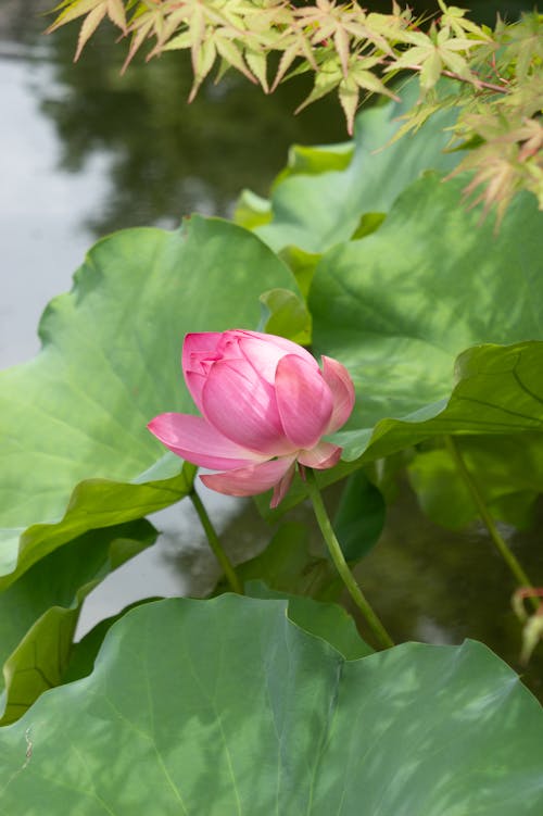 Foto d'estoc gratuïta de bellesa natural, enfocament selectiu, flor