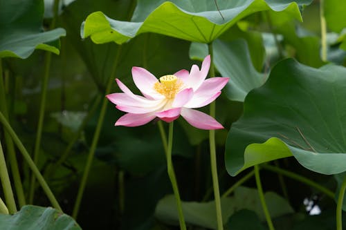 Close-up of a Waterlily Flower 