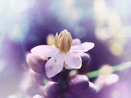 Free stock photo of buttons, dreamy, flower