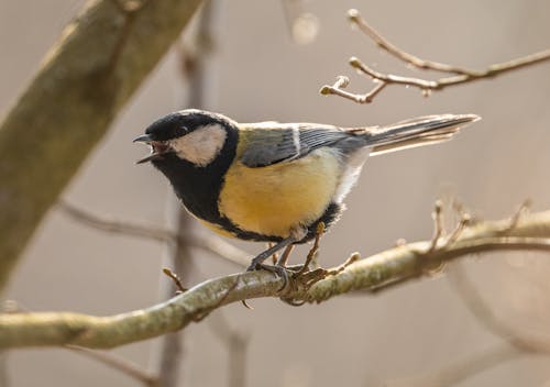 Close up of a Great Tit