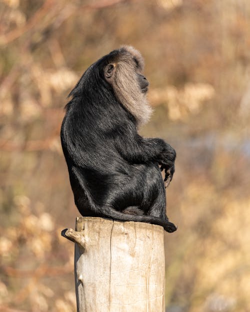 Fotografia Com Foco Seletivo De Macaco Branco E Preto · Foto profissional  gratuita