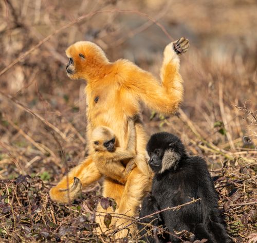 Free Family of golden snub-nosed gibbons in the wild showcasing bonding and natural behavior. Stock Photo