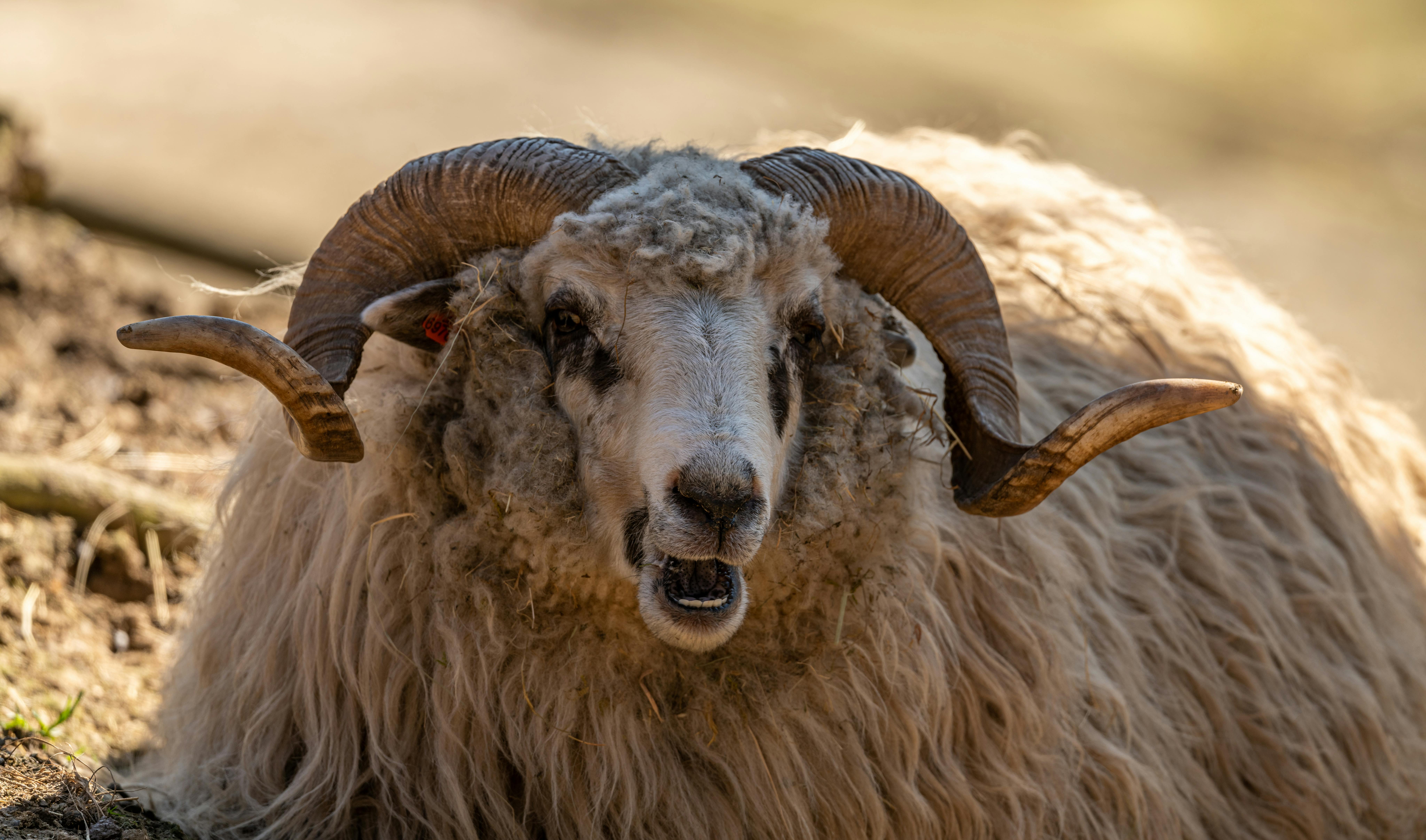 Gratuit Photos gratuites de agriculture, animal, animal de ferme Photos