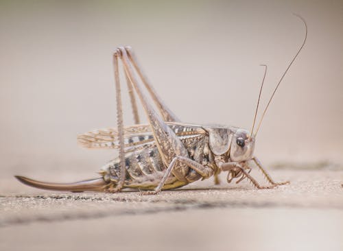 Gratis stockfoto met bush cricket, detailopname, dierenfotografie