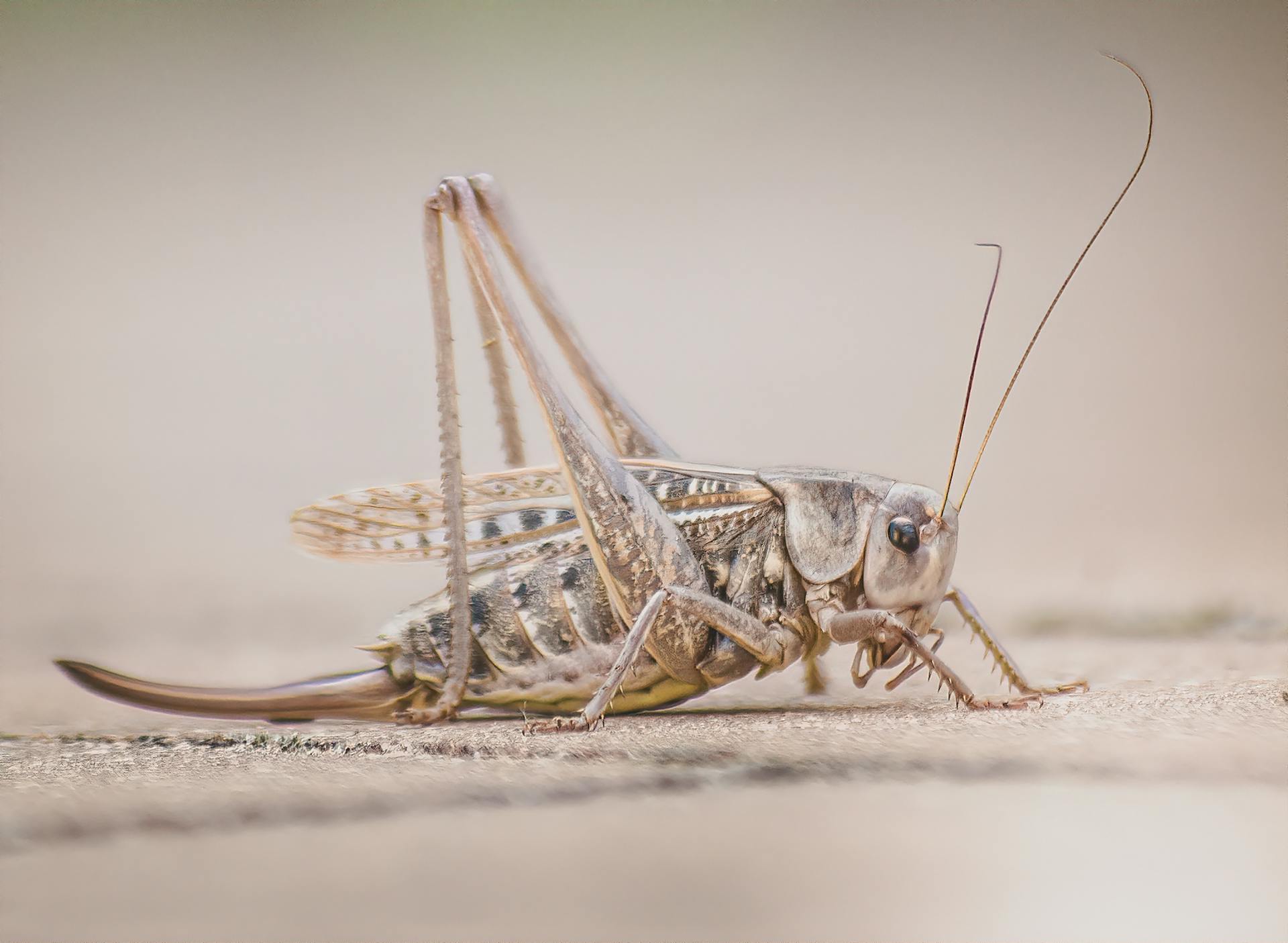 Southern Wartbiter on Ground