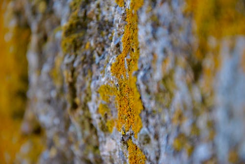 Free stock photo of micro, moss, mossy rocks