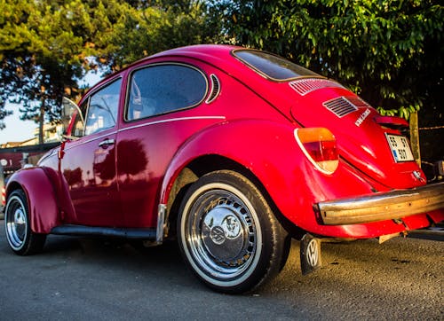 Foto d'estoc gratuïta de Beetles, bellesa a la natura, fons de pantalla