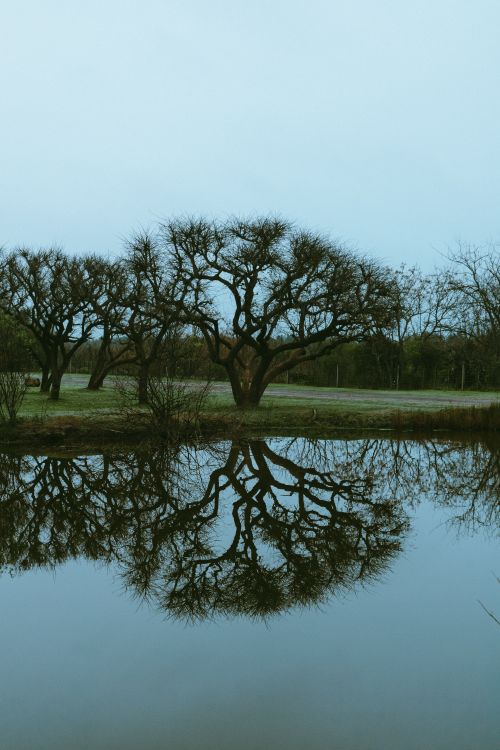 Free Leafless trees beautifully reflecting on pond water in Rosario, Santa Fe, Argentina. Stock Photo