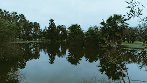 Palm Trees around Lake in Park