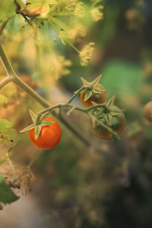 Free Close-up of fresh cherry tomatoes growing on the vine, showcasing their vibrant colors in a summer garden setting. Stock Photo