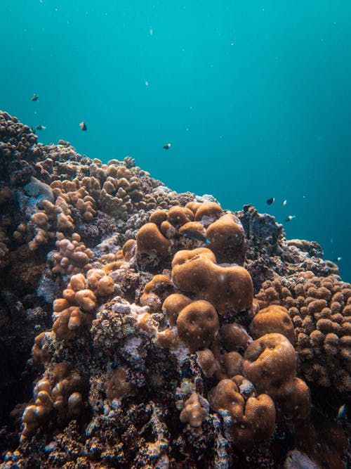 Immagine gratuita di avvicinamento, corallo, fondali marini