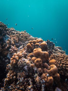 Vibrant coral reef underwater with diverse marine life in clear blue waters, perfect for ocean lovers.