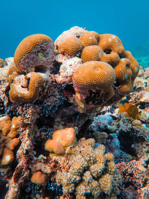Free Close-up of a vibrant coral reef with diverse marine life and corals under the sea. Stock Photo