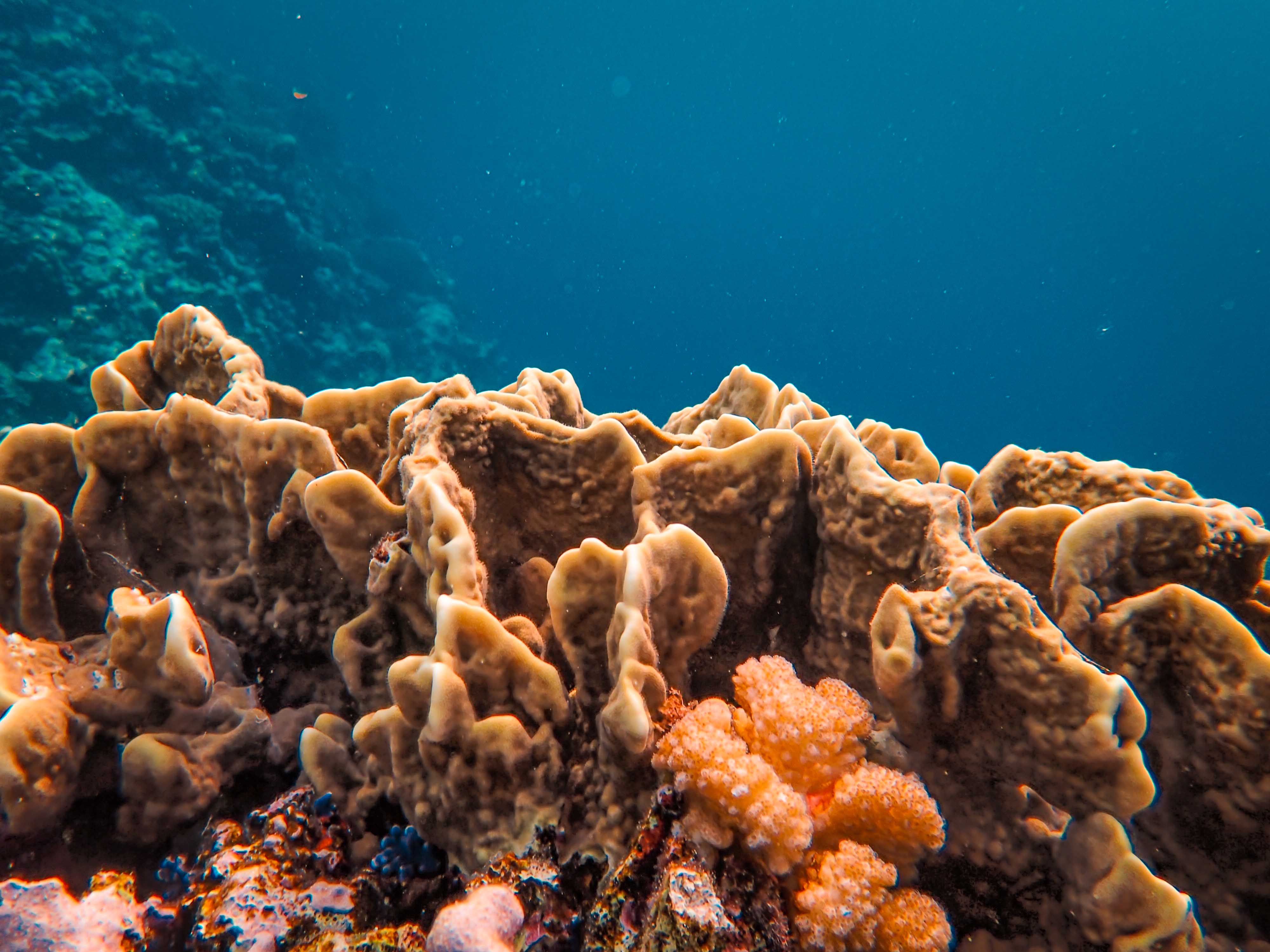 Ocean Acidification: The 