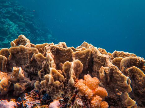 A colorful coral reef ecosystem thrives beneath the ocean surface, showcasing diverse marine life.