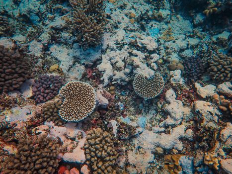 Explore the vibrant and diverse coral reef ecosystem teeming with unique marine life.