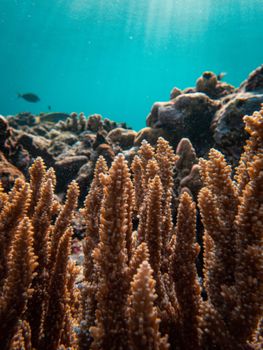 Close-up shot of a thriving coral reef with sunlight filtering through the ocean water.