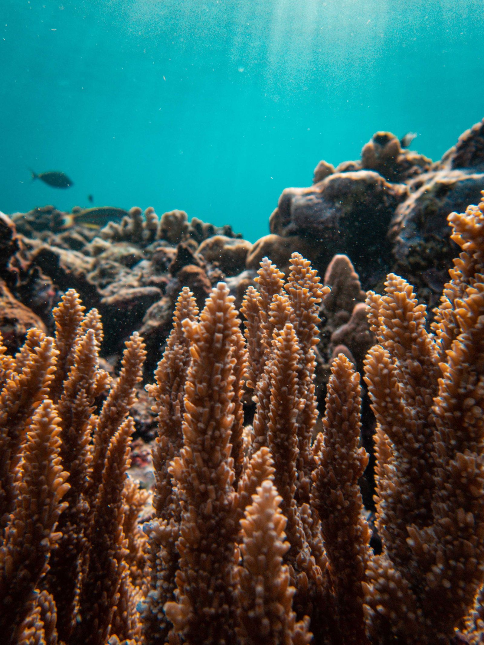 Coral Bay