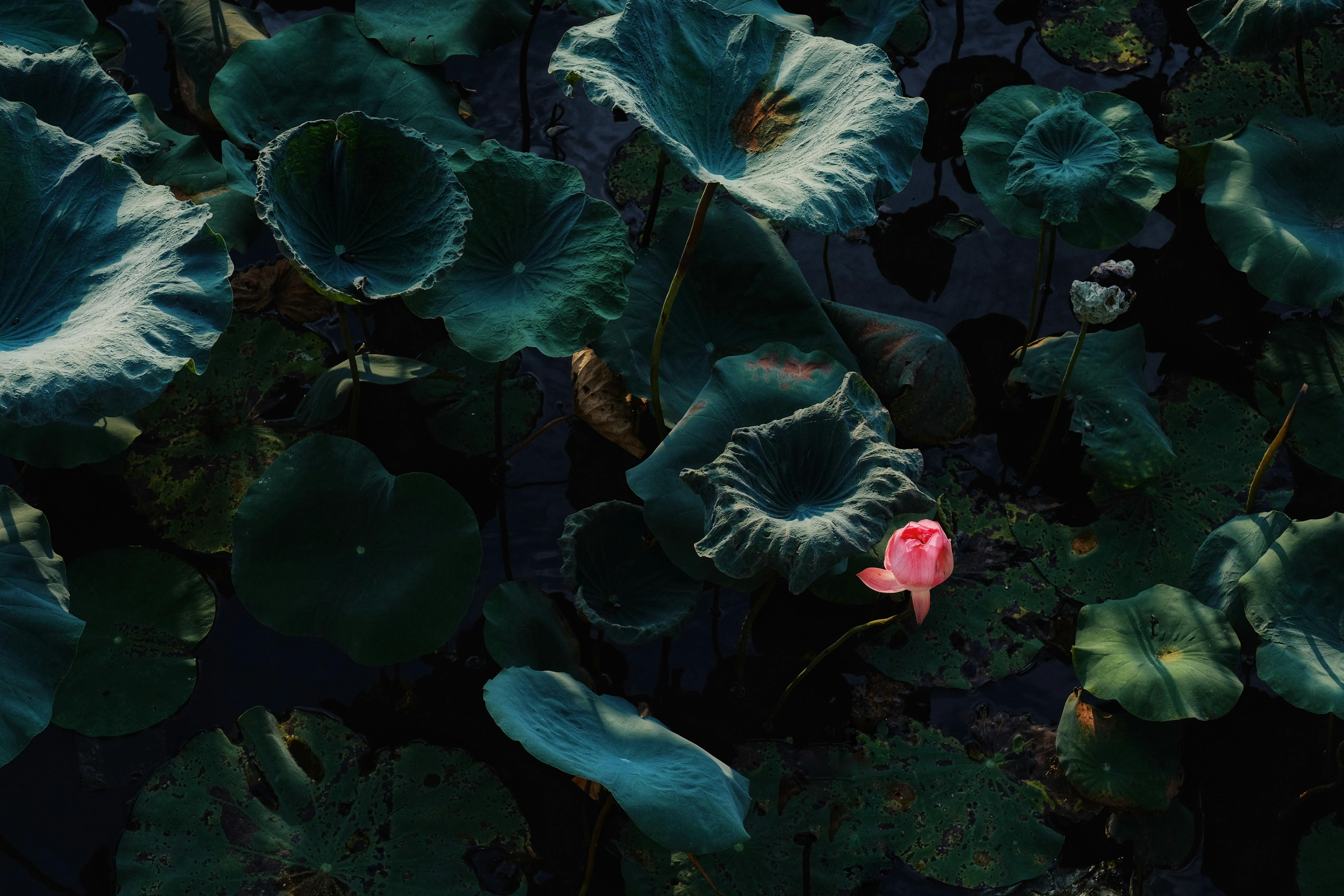 Close-up of vibrant lotus leaves and a single pink blossom in Tây Hồ, Hà Nội, Vietnam.