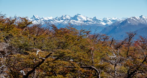 Woods Near Mountains in Patagonia, Argentina