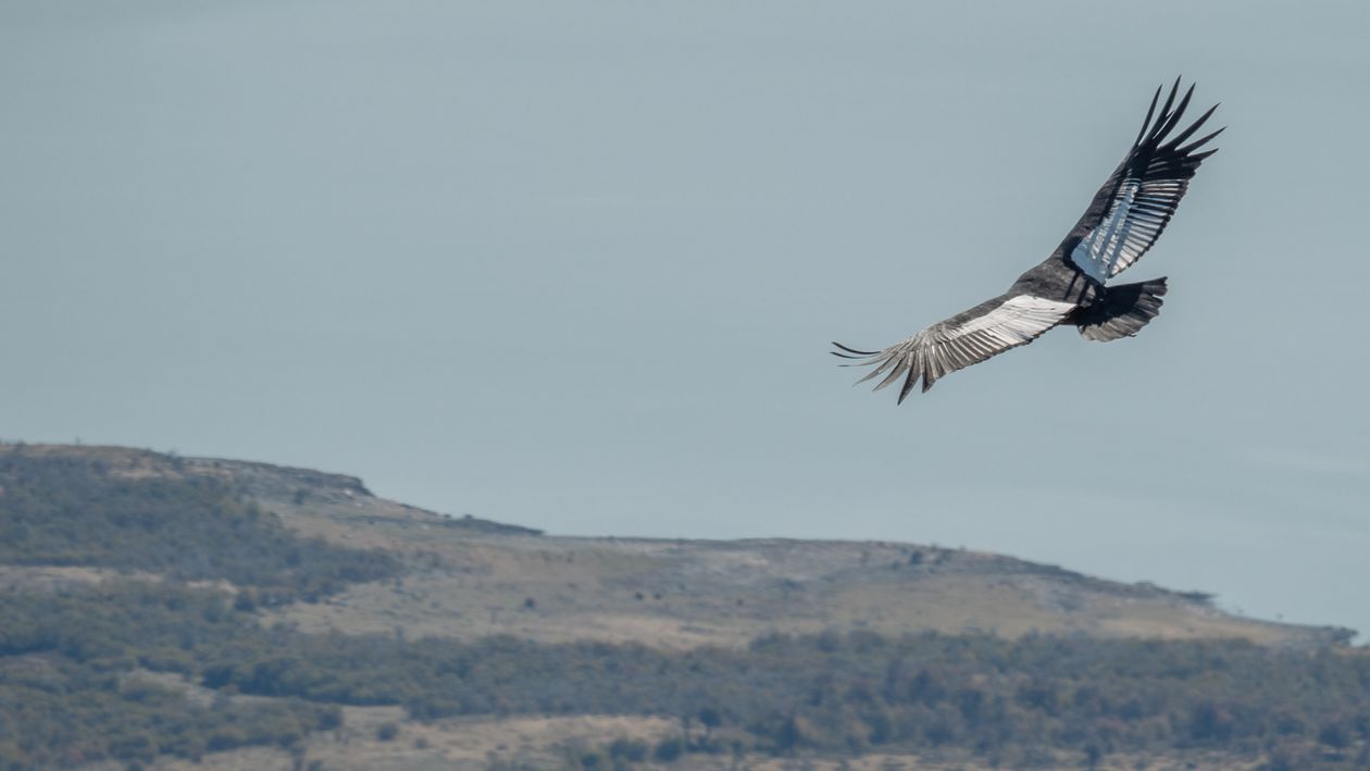 Condor Flying Back View View of a Flying Andean Condor · Free Stock Photo