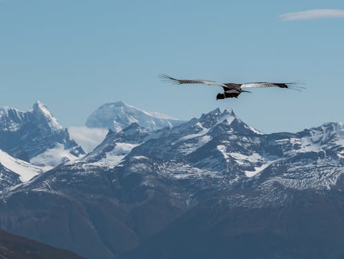 Vulture Flying in Mountains of Patagonia