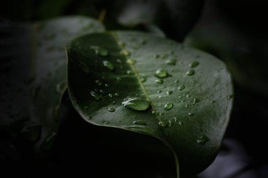 Vivid close-up of dark green leaves with raindrops, showcasing nature's beauty and freshness.