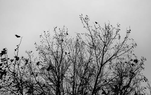 monochrome  bare tree with birds