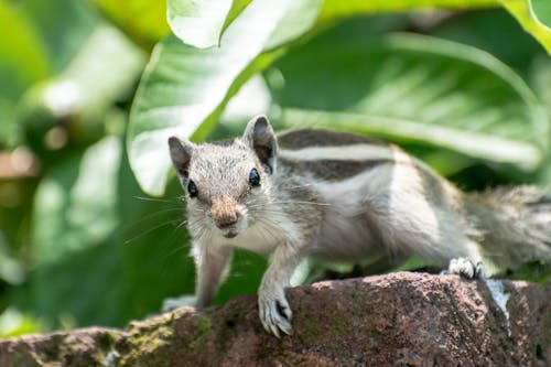 Close-Up Photo of a Northern Palm Squirrel on a Stone