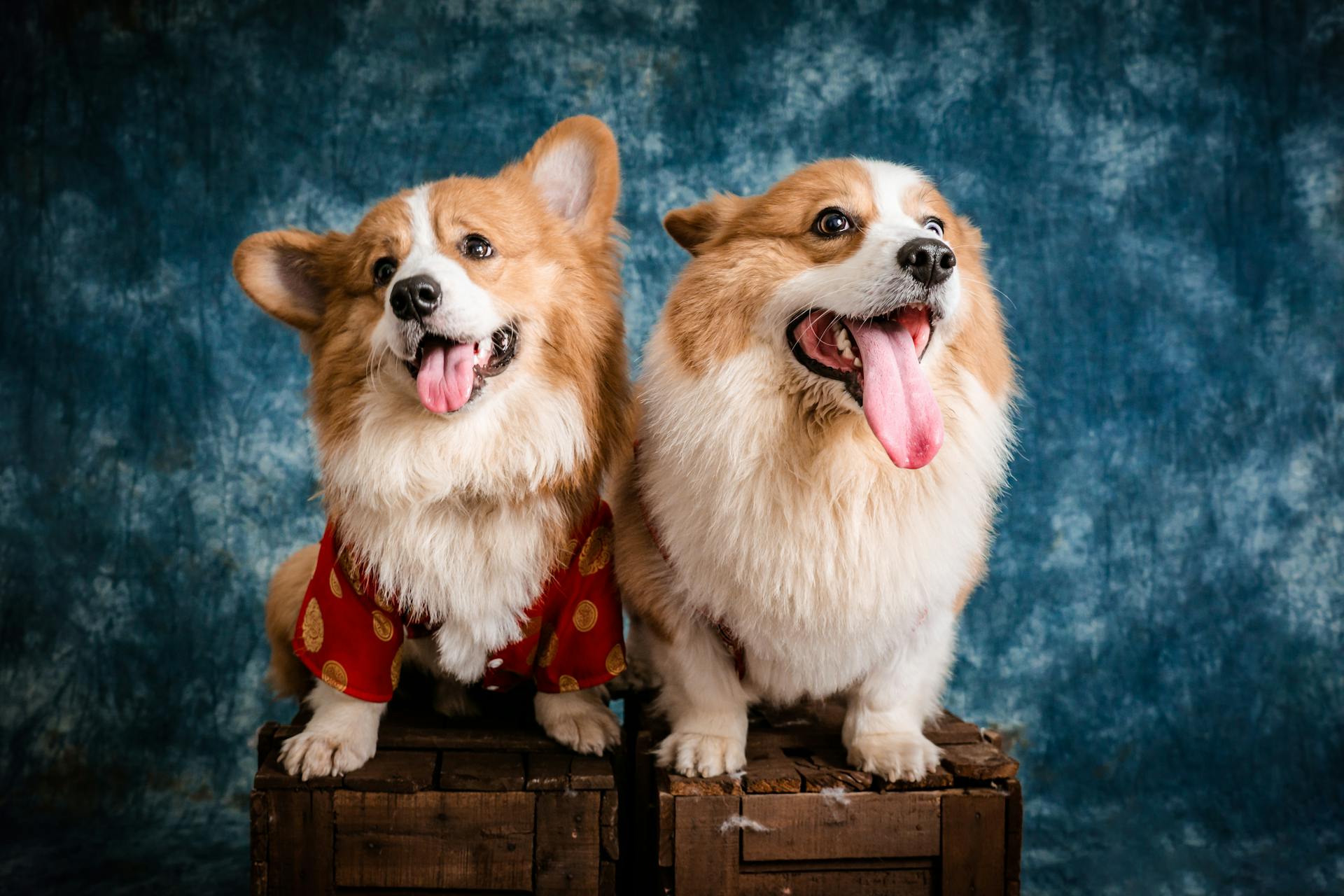 Pembroke Welsh Corgis Posing on Wooden Crates