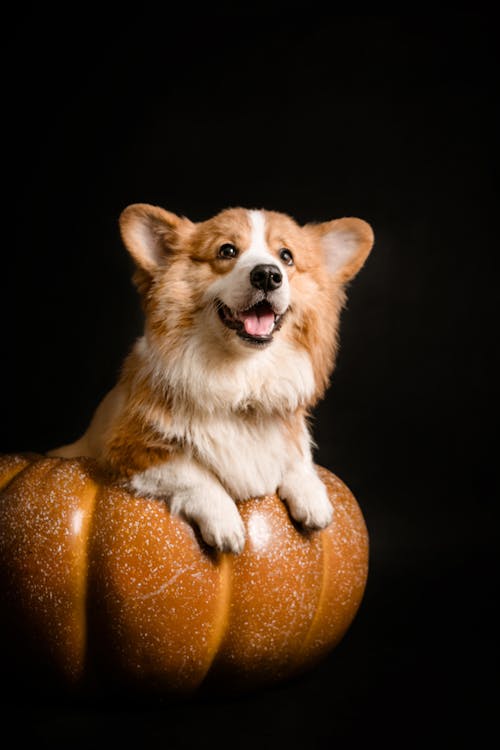 Foto profissional grátis de abóbora, animal de estimação, bonitinho